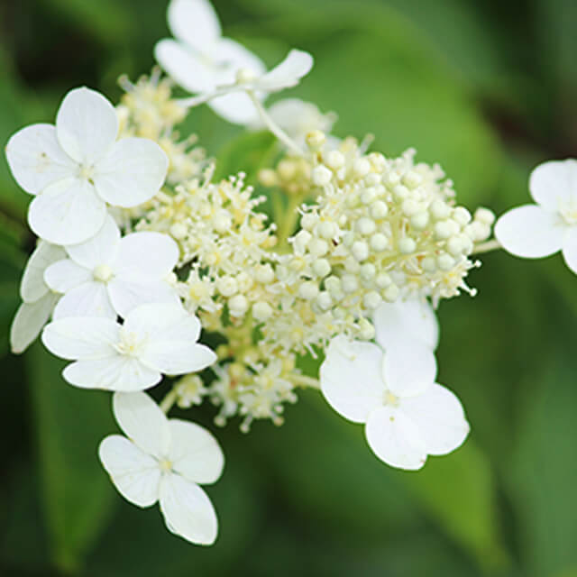 ノリウツギの花