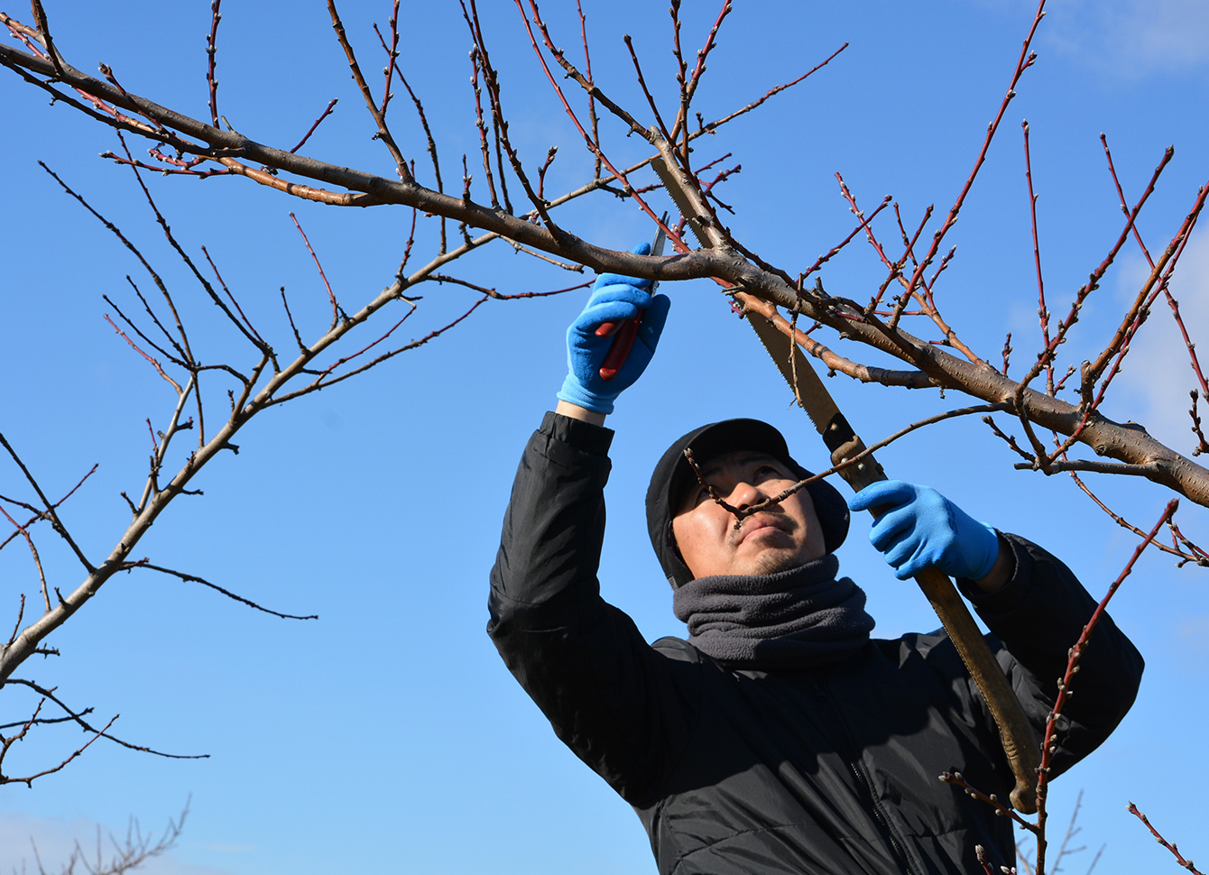 桃の剪定作業は11月頃に行われ、大量の枝が廃棄されていた。